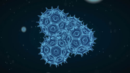 Virus